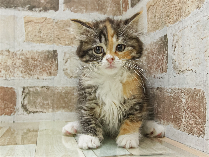 愛知県のサイベリアン (ワンラブ名古屋守山インター総本店/2025年9月13日生まれ/女の子/トーティーシェルホワイト)の子猫の3枚目の画像