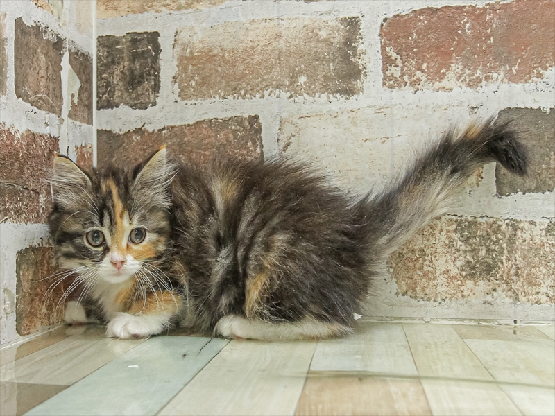 愛知県のサイベリアン (ワンラブ名古屋守山インター総本店/2025年9月13日生まれ/女の子/トーティーシェルホワイト)の子猫の2枚目の画像