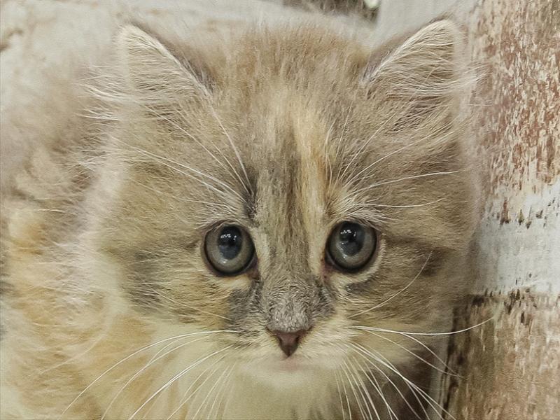 愛知県のラガマフィン (ワンラブ名古屋守山インター総本店/2025年9月13日生まれ/女の子/ブルーパッチドタビーホワイト)の子猫の1枚目の画像