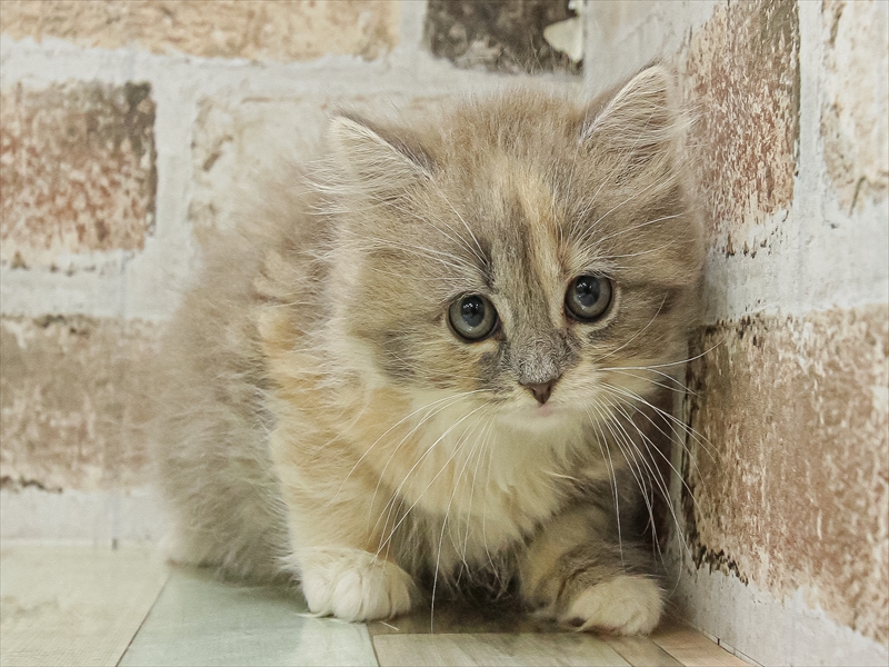 愛知県のラガマフィン (ワンラブ名古屋守山インター総本店/2025年9月13日生まれ/女の子/ブルーパッチドタビーホワイト)の子猫の3枚目の画像