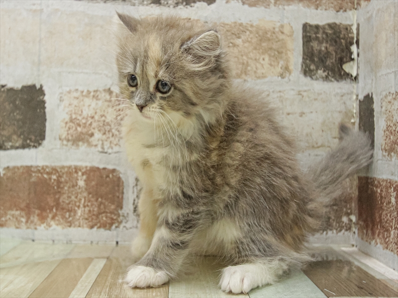 愛知県のラガマフィン (ワンラブ名古屋守山インター総本店/2025年9月13日生まれ/女の子/ブルーパッチドタビーホワイト)の子猫の2枚目の画像