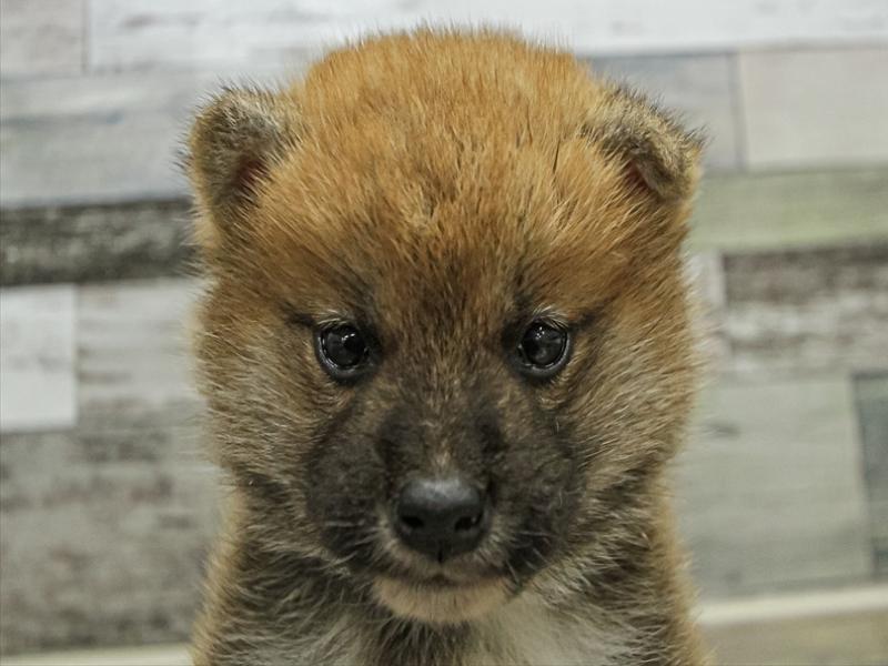 愛知県の豆柴 (ワンラブららぽーと安城店/2025年9月13日生まれ/男の子/赤)の子犬の1枚目の画像