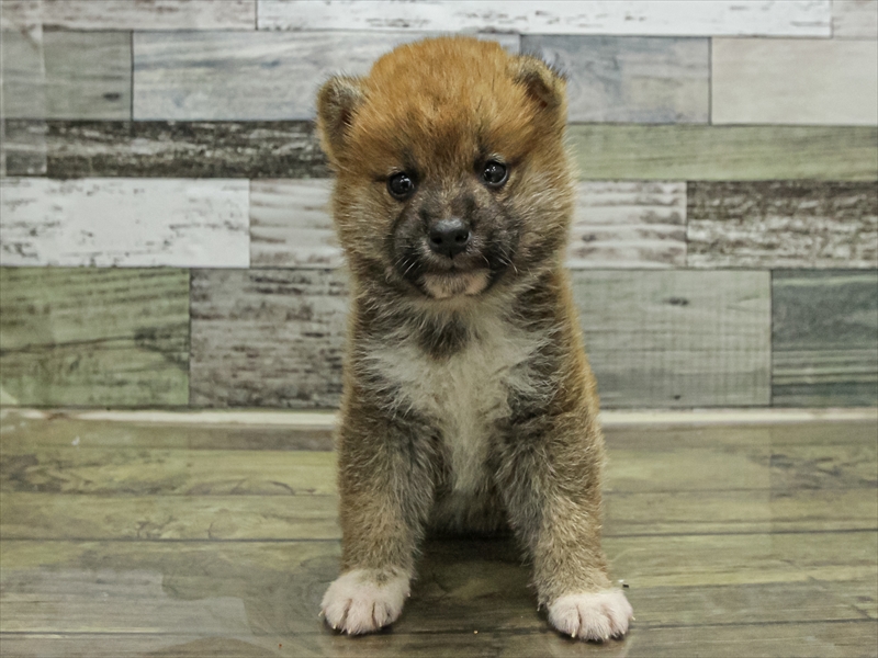 愛知県の豆柴 (ワンラブららぽーと安城店/2025年9月13日生まれ/男の子/赤)の子犬の3枚目の画像