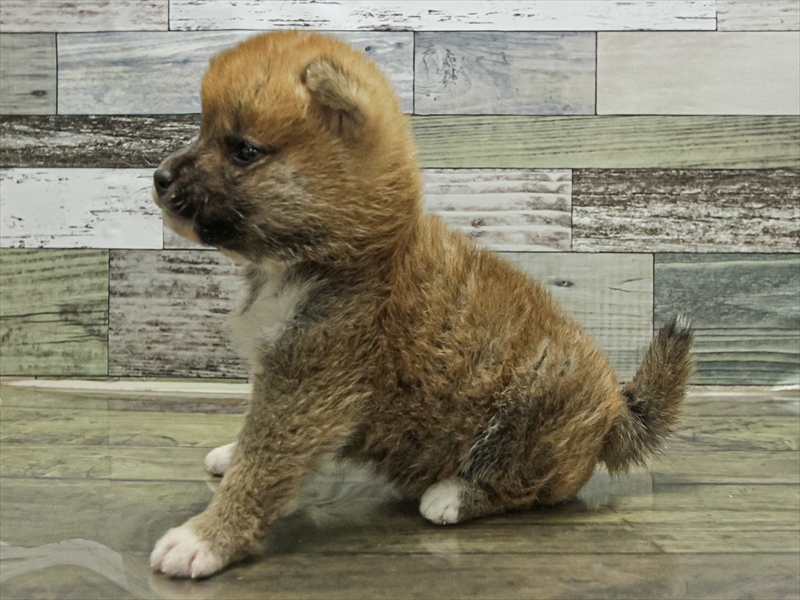 愛知県の豆柴 (ワンラブららぽーと安城店/2025年9月13日生まれ/男の子/赤)の子犬の2枚目の画像