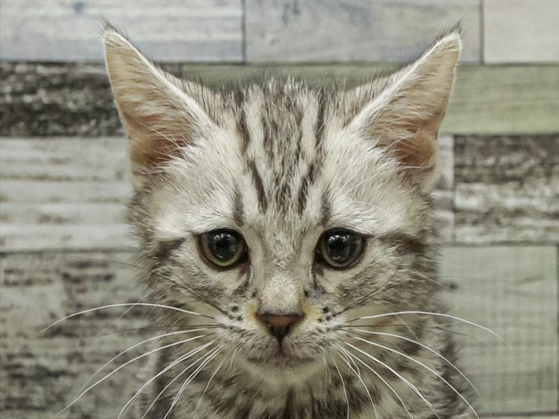 愛知県のアメリカンショートヘアー (ワンラブ名古屋守山インター総本店/2025年9月10日生まれ/女の子/シルバータビー)の子猫の1枚目の画像