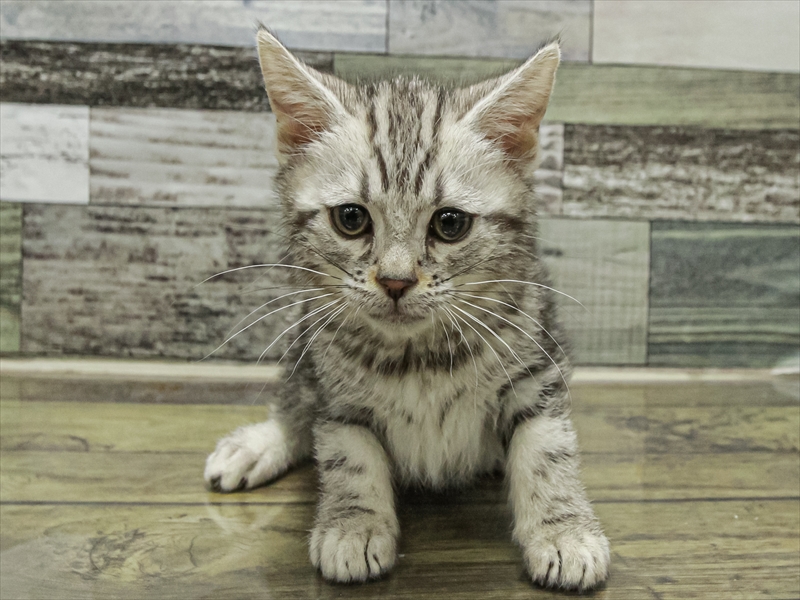 愛知県のアメリカンショートヘアー (ワンラブ名古屋守山インター総本店/2025年9月10日生まれ/女の子/シルバータビー)の子猫の3枚目の画像