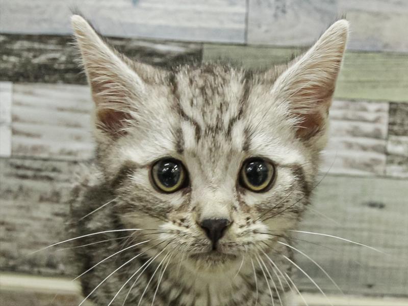 愛知県のアメリカンショートヘアー (ワンラブ名古屋守山インター総本店/2025年9月10日生まれ/男の子/シルバータビー)の子猫の1枚目の画像