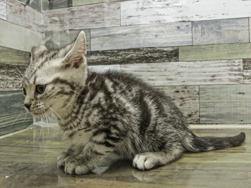 愛知県のアメリカンショートヘアー (ワンラブ名古屋守山インター総本店/2025年9月10日生まれ/男の子/シルバータビー)の子猫の2枚目の画像