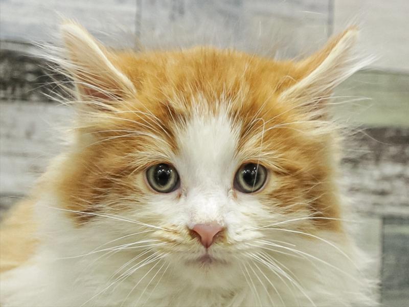 愛知県のノルウェージャンフォレストキャット (ワンラブ名古屋守山インター総本店/2025年9月14日生まれ/男の子/レッドタビーホワイト)の子猫の1枚目の画像