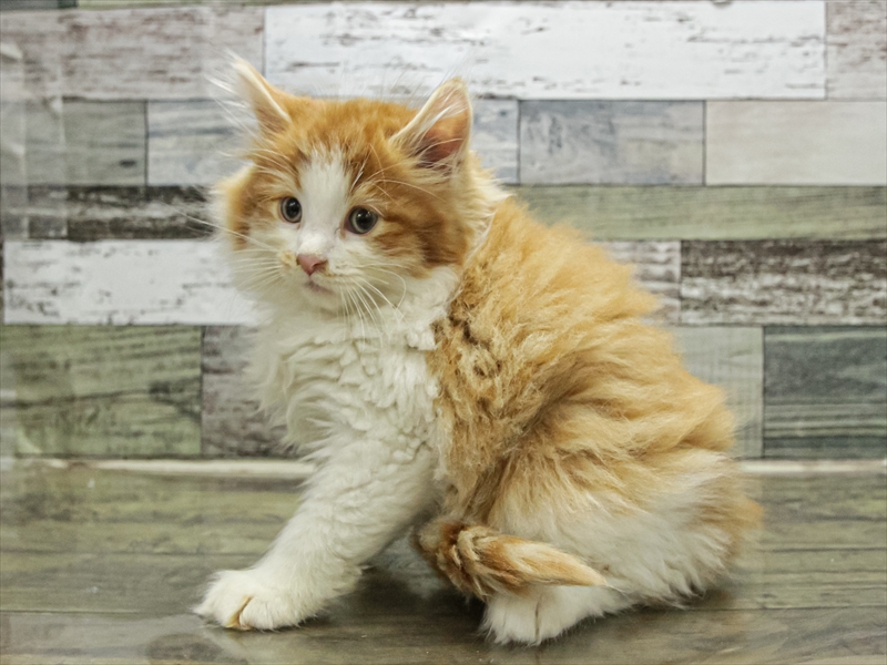 愛知県のノルウェージャンフォレストキャット (ワンラブ名古屋守山インター総本店/2025年9月14日生まれ/男の子/レッドタビーホワイト)の子猫の2枚目の画像