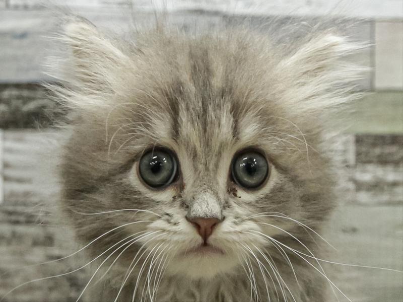 愛知県のサイベリアン (ワンラブ名古屋守山インター総本店/2025年9月13日生まれ/女の子/ブルークラシックタビー)の子猫の1枚目の画像