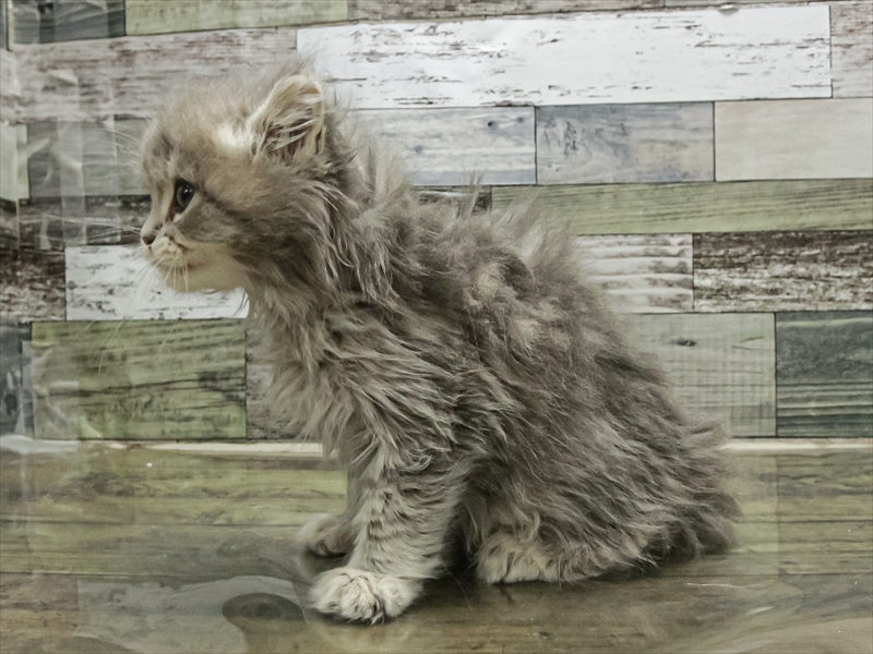 愛知県のサイベリアン (ワンラブ名古屋守山インター総本店/2025年9月13日生まれ/女の子/ブルークラシックタビー)の子猫の2枚目の画像