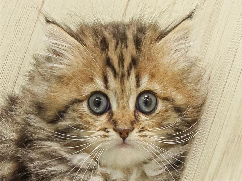 愛知県のサイベリアン (ワンラブ名古屋守山インター総本店/2025年9月13日生まれ/女の子/ブラウンクラシックタビー)の子猫の1枚目の画像