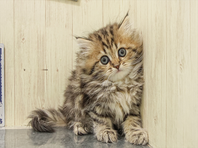 愛知県のサイベリアン (ワンラブ名古屋守山インター総本店/2025年9月13日生まれ/女の子/ブラウンクラシックタビー)の子猫の3枚目の画像