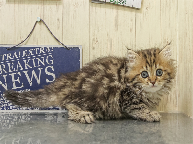 愛知県のサイベリアン (ワンラブ名古屋守山インター総本店/2025年9月13日生まれ/女の子/ブラウンクラシックタビー)の子猫の2枚目の画像