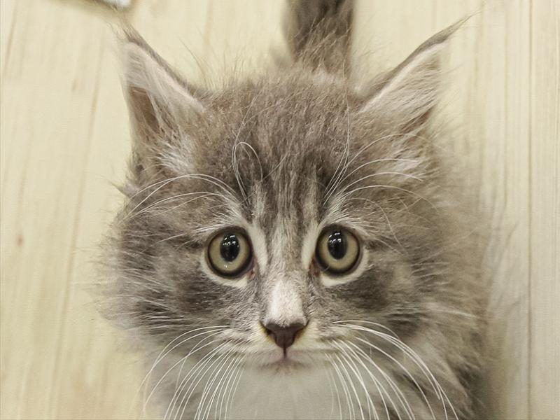 愛知県のサイベリアン (ワンラブ名古屋守山インター総本店/2025年9月13日生まれ/男の子/ブルーホワイト)の子猫の1枚目の画像