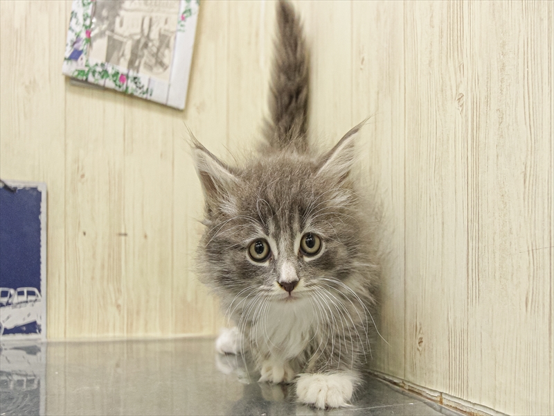 愛知県のサイベリアン (ワンラブ名古屋守山インター総本店/2025年9月13日生まれ/男の子/ブルーホワイト)の子猫の3枚目の画像