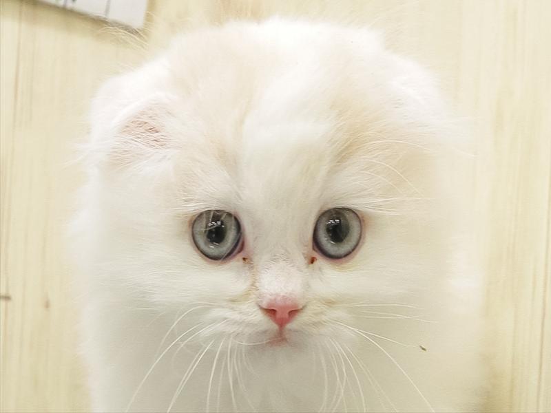 愛知県のスコティッシュフォールド (ワンラブ名古屋守山インター総本店/2025年9月13日生まれ/男の子/クリームホワイト)の子猫の1枚目の画像