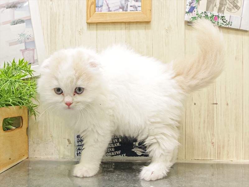 愛知県のスコティッシュフォールド (ワンラブ名古屋守山インター総本店/2025年9月13日生まれ/男の子/クリームホワイト)の子猫の2枚目の画像