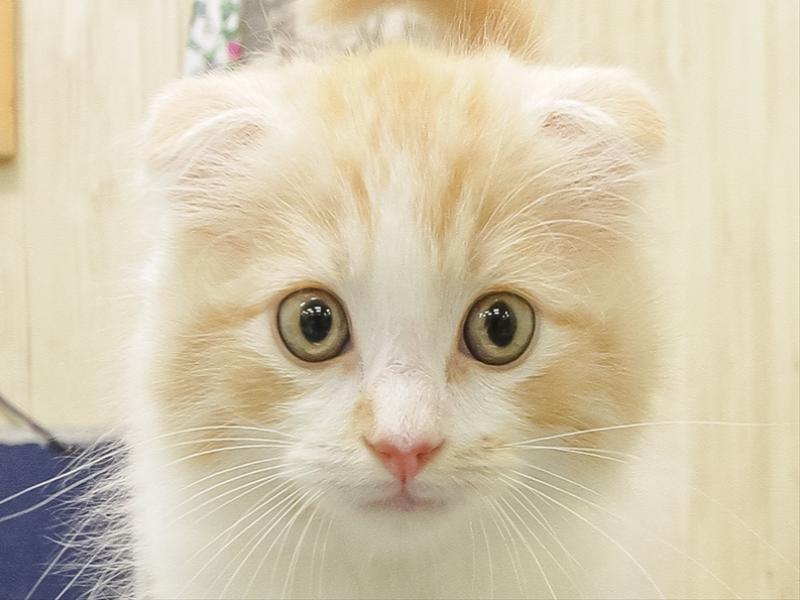 愛知県のスコティッシュフォールド (ワンラブ名古屋守山インター総本店/2025年9月9日生まれ/男の子/レッドタビーホワイト)の子猫の1枚目の画像