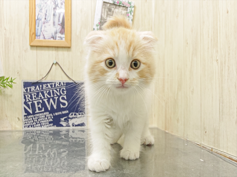 愛知県のスコティッシュフォールド (ワンラブ名古屋守山インター総本店/2025年9月9日生まれ/男の子/レッドタビーホワイト)の子猫の3枚目の画像