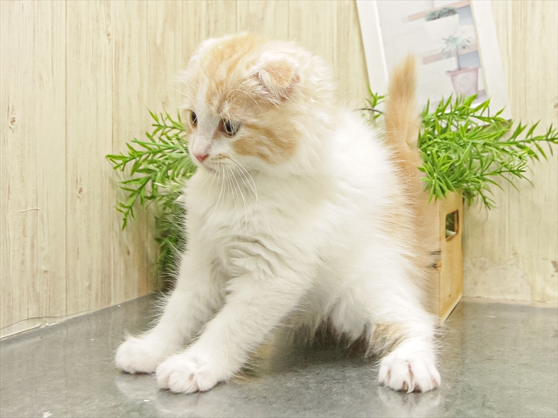 愛知県のスコティッシュフォールド (ワンラブ名古屋守山インター総本店/2025年9月9日生まれ/男の子/レッドタビーホワイト)の子猫の2枚目の画像