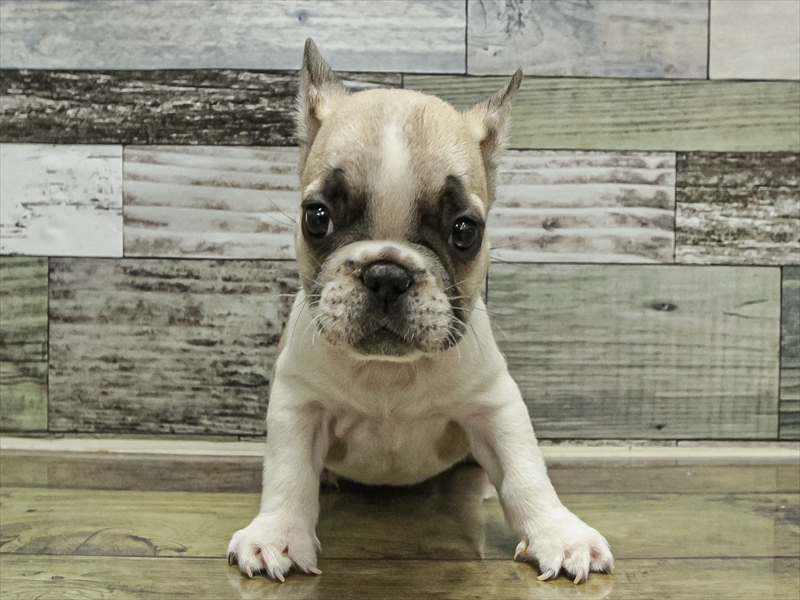 愛知県のフレンチブルドッグ (ワンラブ名古屋守山インター総本店/2025年9月11日生まれ/女の子/パイド)の子犬の3枚目の画像