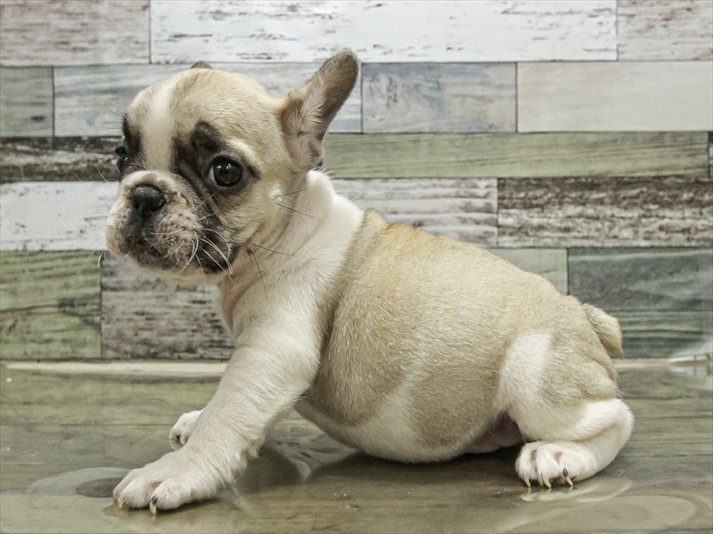 愛知県のフレンチブルドッグ (ワンラブ名古屋守山インター総本店/2025年9月11日生まれ/女の子/パイド)の子犬の2枚目の画像