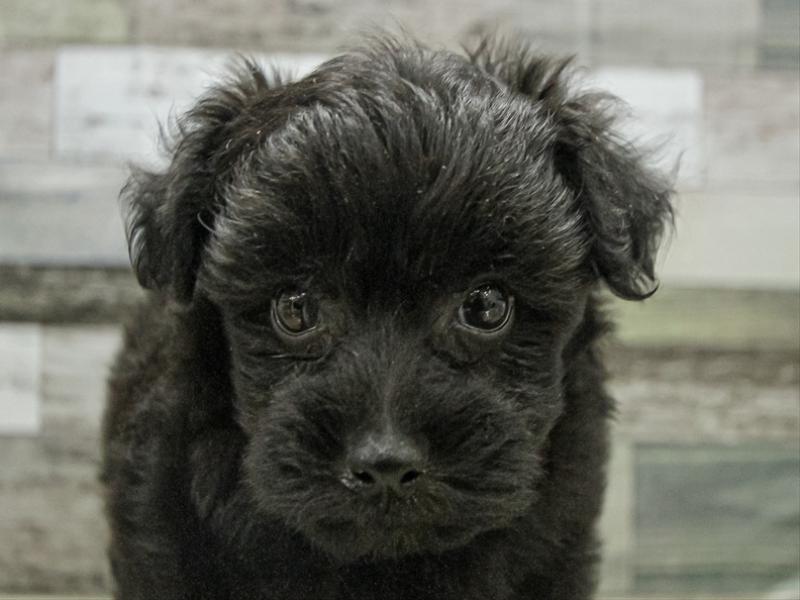 愛知県のプーズー/プーシーズ(プードル×シーズー) (ワンラブ名古屋守山インター総本店/2025年9月11日生まれ/女の子/ブラック)の子犬