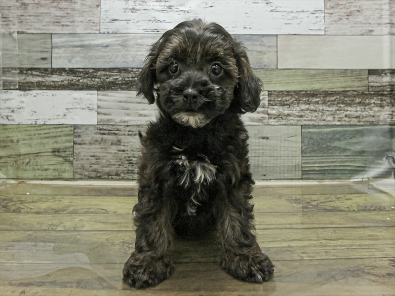 愛知県のプーズー/プーシーズ(プードル×シーズー) (ワンラブ名古屋守山インター総本店/2025年9月11日生まれ/男の子/ブラック)の子犬の3枚目の画像