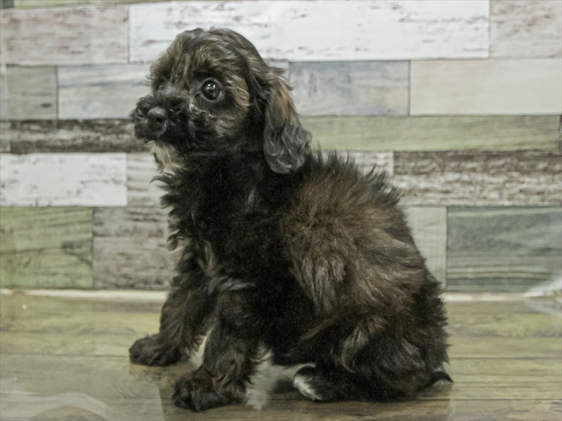 愛知県のプーズー/プーシーズ(プードル×シーズー) (ワンラブ名古屋守山インター総本店/2025年9月11日生まれ/男の子/ブラック)の子犬の2枚目の画像