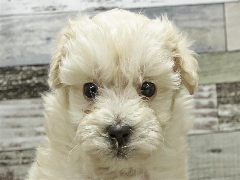 福岡県のマルプー(マルチーズ×プードル) (ワンラブ福岡総本店/2025年9月13日生まれ/男の子/クリーム)の子犬の1枚目の画像