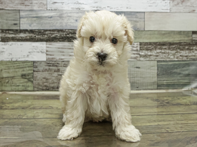 福岡県のマルプー(マルチーズ×プードル) (ワンラブ福岡総本店/2025年9月13日生まれ/男の子/クリーム)の子犬の3枚目の画像