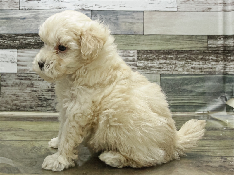 福岡県のマルプー(マルチーズ×プードル) (ワンラブ福岡総本店/2025年9月13日生まれ/男の子/クリーム)の子犬の2枚目の画像