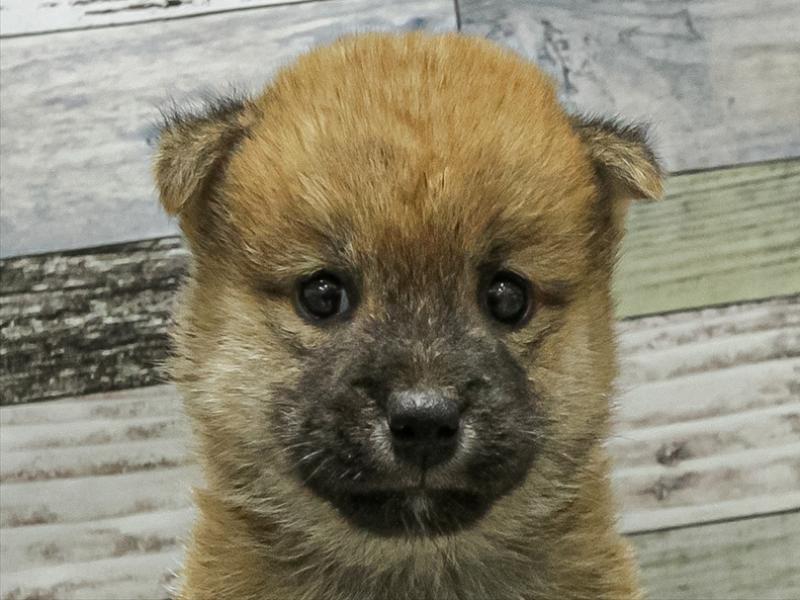 岐阜県の豆柴 (ワンラブイオンモール土岐店/2025年9月13日生まれ/男の子/赤)の子犬の1枚目の画像