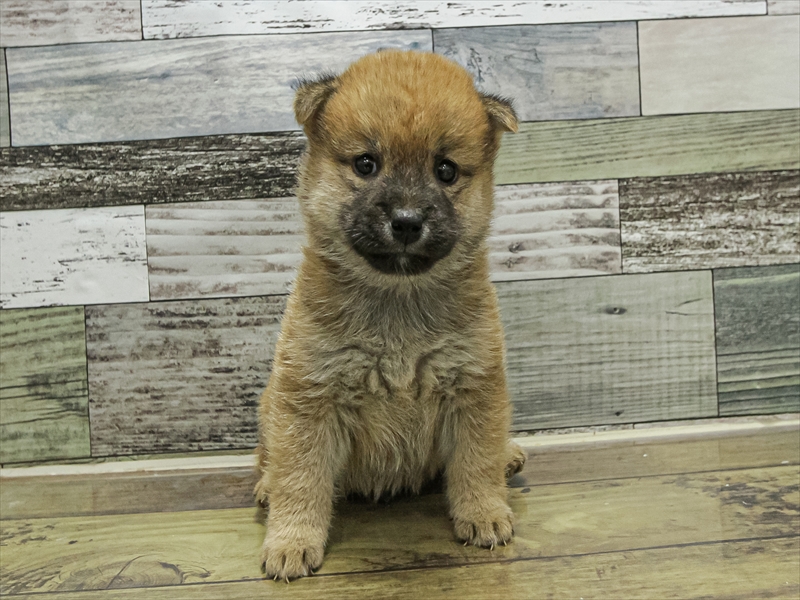 岐阜県の豆柴 (ワンラブイオンモール土岐店/2025年9月13日生まれ/男の子/赤)の子犬の3枚目の画像