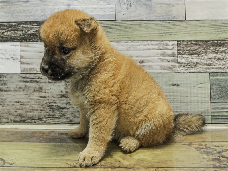 岐阜県の豆柴 (ワンラブイオンモール土岐店/2025年9月13日生まれ/男の子/赤)の子犬の2枚目の画像