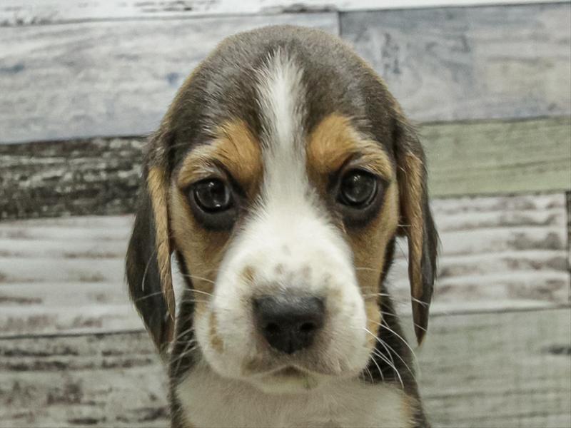 岐阜県のビーグル (ワンラブイオンモール土岐店/2025年9月13日生まれ/女の子/ハウンドカラー)の子犬の1枚目の画像