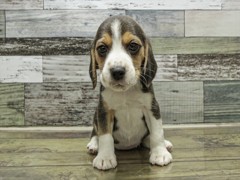 岐阜県のビーグル (ワンラブイオンモール土岐店/2025年9月13日生まれ/女の子/ハウンドカラー)の子犬の3枚目の画像