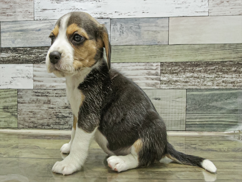 岐阜県のビーグル (ワンラブイオンモール土岐店/2025年9月13日生まれ/女の子/ハウンドカラー)の子犬の2枚目の画像