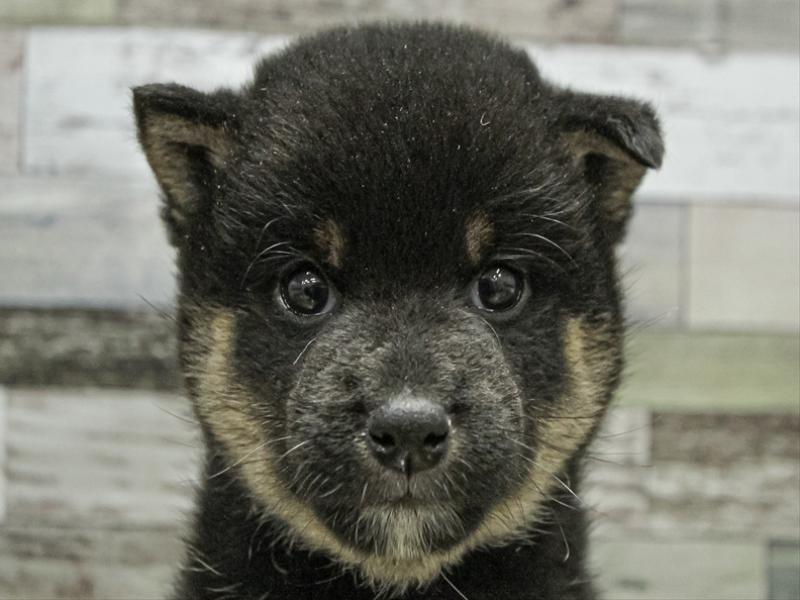 愛知県の柴犬(標準サイズ) (ワンラブ名古屋守山インター総本店/2025年9月13日生まれ/男の子/黒)の子犬の1枚目の画像
