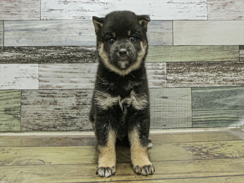 愛知県の柴犬(標準サイズ) (ワンラブ名古屋守山インター総本店/2025年9月13日生まれ/男の子/黒)の子犬の3枚目の画像