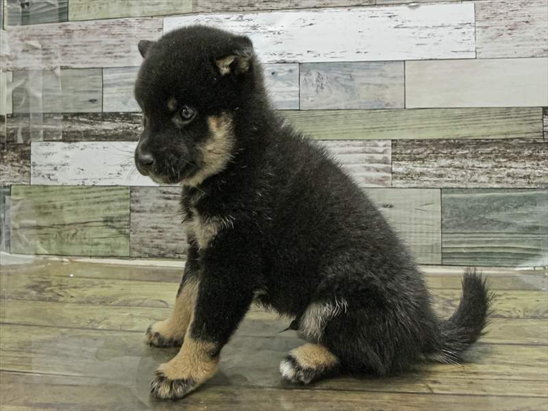 愛知県の柴犬(標準サイズ) (ワンラブ名古屋守山インター総本店/2025年9月13日生まれ/男の子/黒)の子犬の2枚目の画像