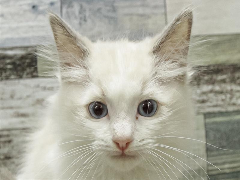 愛知県のラグドール (ワンラブ名古屋守山インター総本店/2025年9月12日生まれ/男の子/ブルーポイントバイカラー)の子猫の1枚目の画像