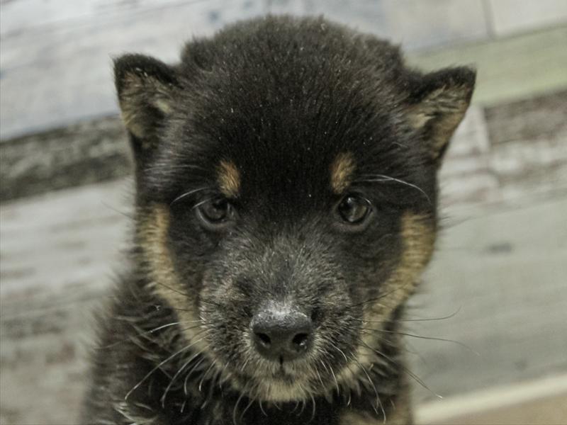 愛知県の豆柴 (ワンラブ名古屋守山インター総本店/2025年9月12日生まれ/男の子/黒)の子犬の1枚目の画像