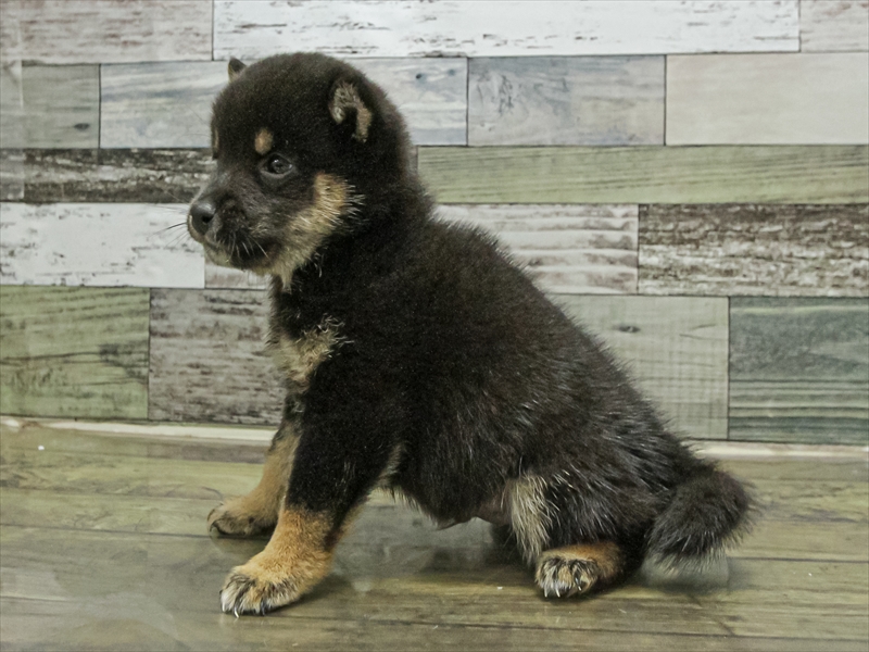 愛知県の豆柴 (ワンラブ名古屋守山インター総本店/2025年9月12日生まれ/男の子/黒)の子犬の2枚目の画像
