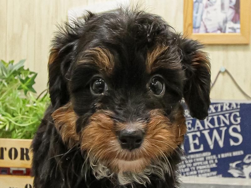 愛知県のパピプー(パピヨン×プードル) (ワンラブ名古屋守山インター総本店/2025年9月13日生まれ/女の子/ブラックタン)の子犬の1枚目の画像