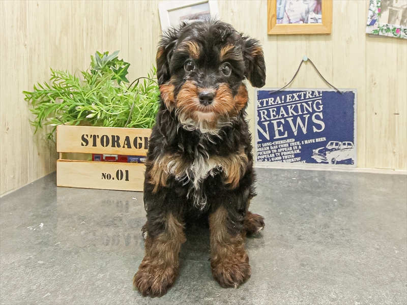 愛知県のパピプー(パピヨン×プードル) (ワンラブ名古屋守山インター総本店/2025年9月13日生まれ/女の子/ブラックタン)の子犬の3枚目の画像