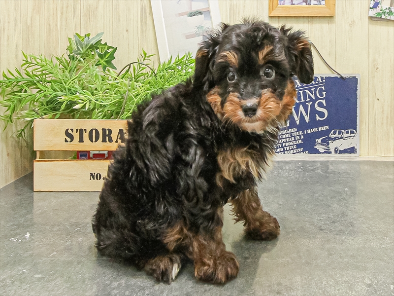 愛知県のパピプー(パピヨン×プードル) (ワンラブ名古屋守山インター総本店/2025年9月13日生まれ/女の子/ブラックタン)の子犬の2枚目の画像