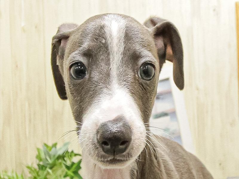 愛知県のイタリアングレーハウンド (ワンラブ名古屋守山インター総本店/2025年9月14日生まれ/男の子/ブルーホワイト)の子犬の1枚目の画像